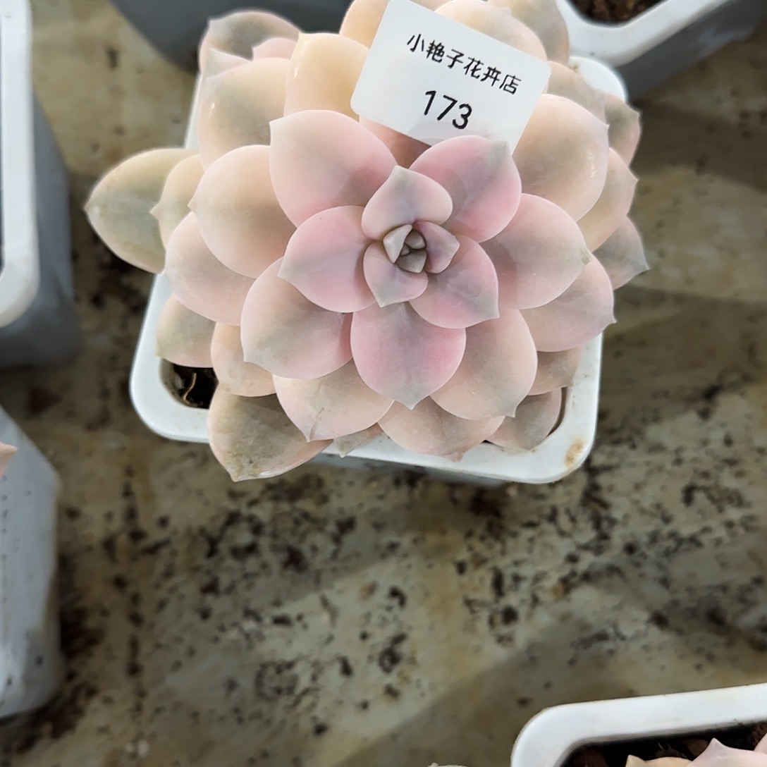 雪*173华丽风车锦多肉植物