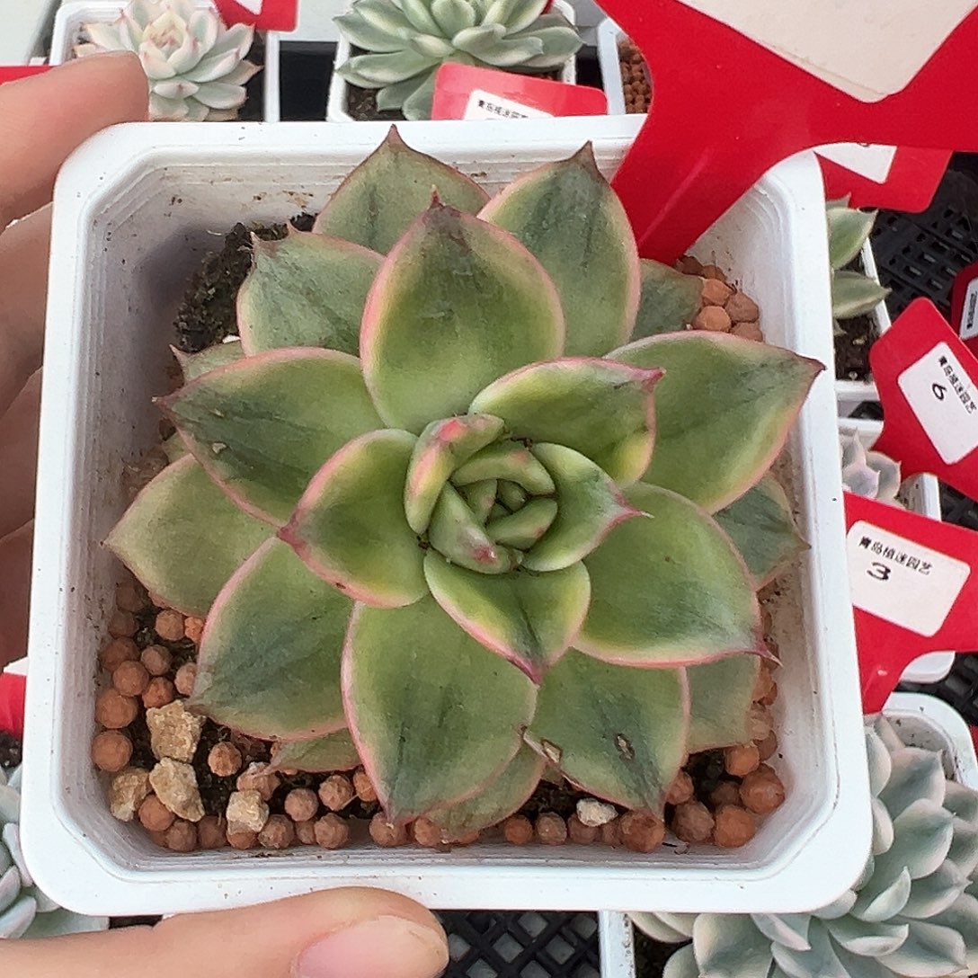 2号雷欧帕德锦多肉植物