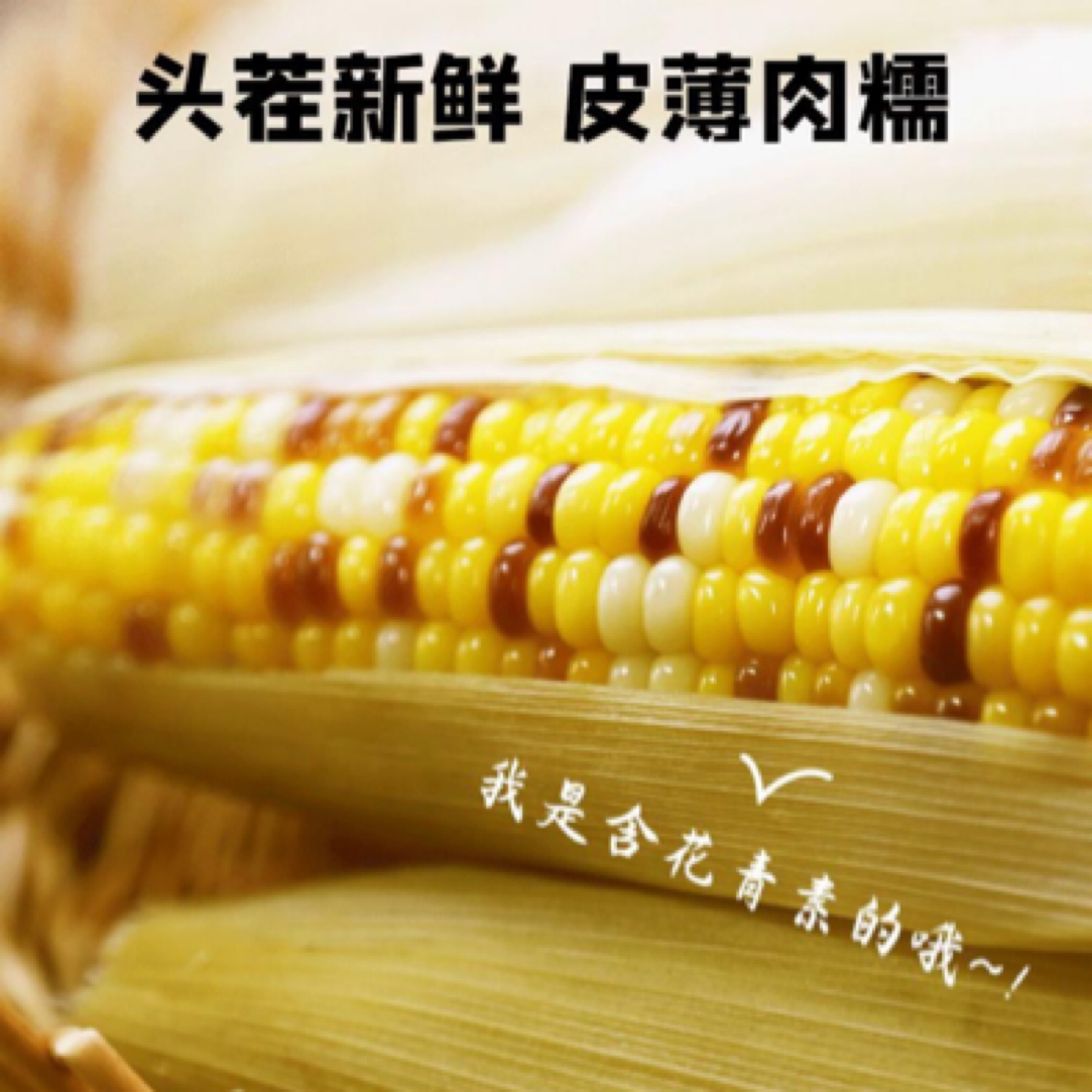 【隋锅专属】速冻玉米非即食五彩玉米水果黄糯甜玉米