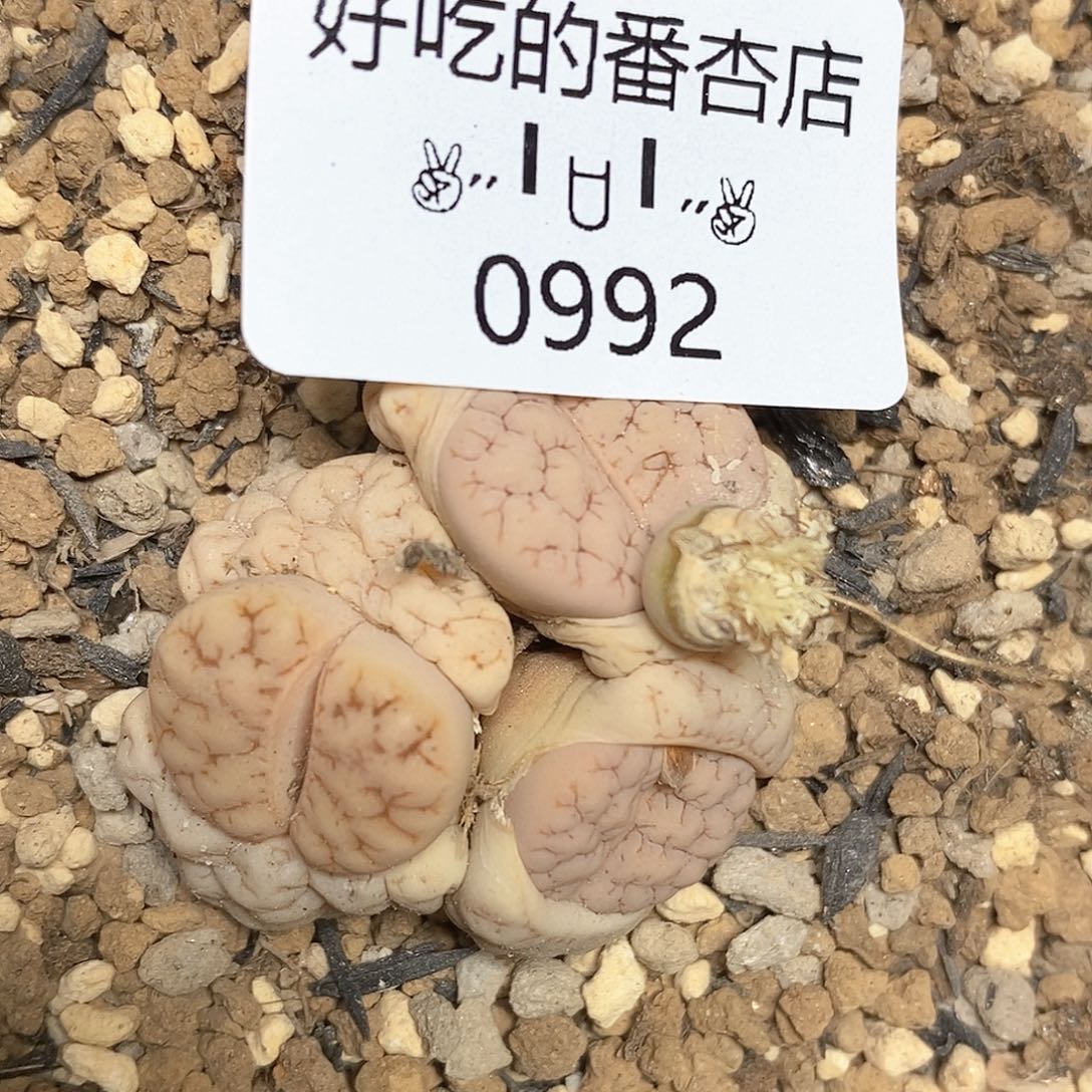 ?****袋0992。零下拍保温。