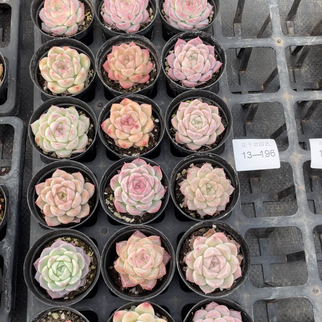 一物一拍18颗13-196