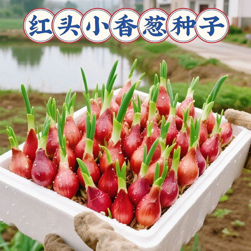 四季小香葱种头四川葱种葱种子种籽小葱葱头红葱本地火葱头种批发