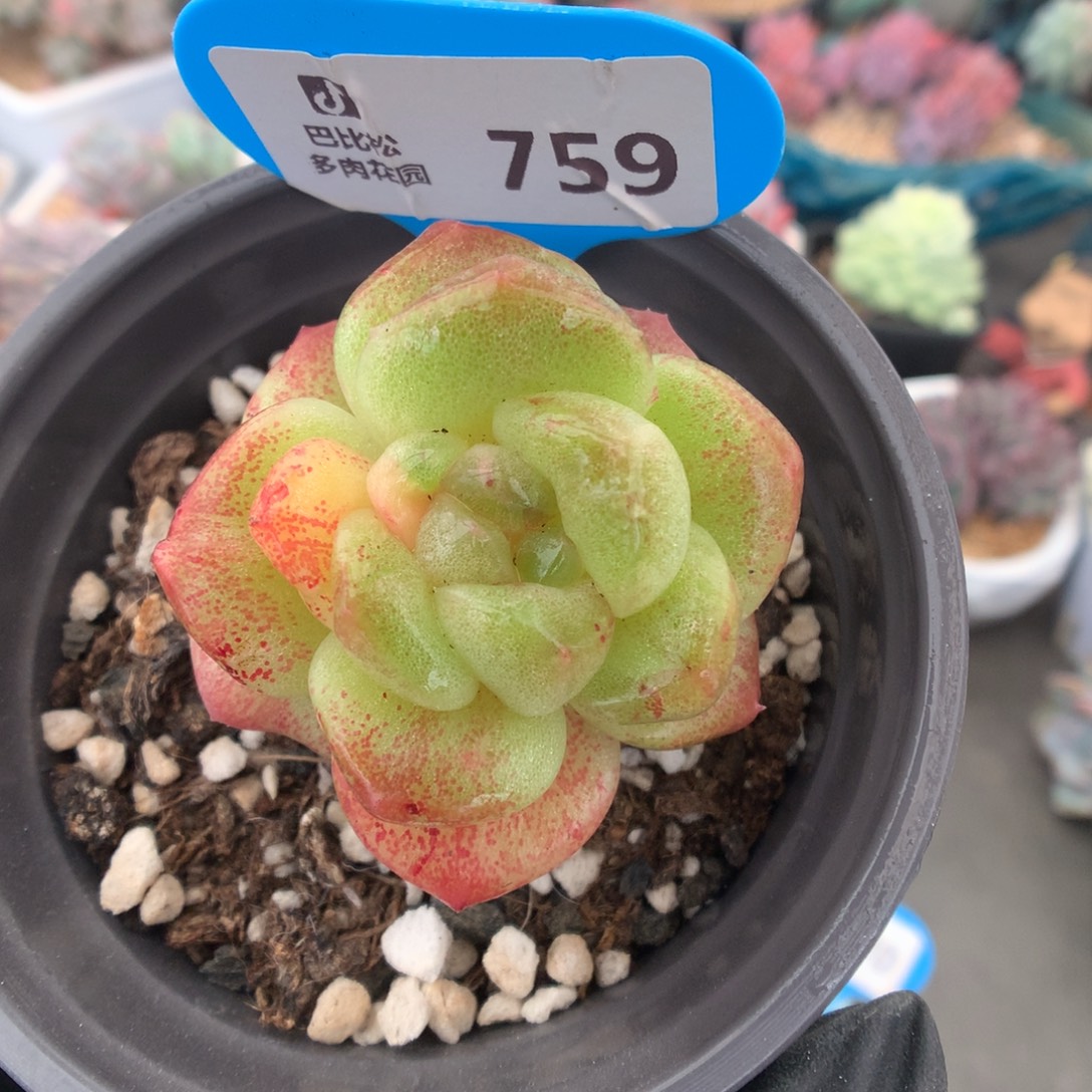 759 冰玉石化多肉