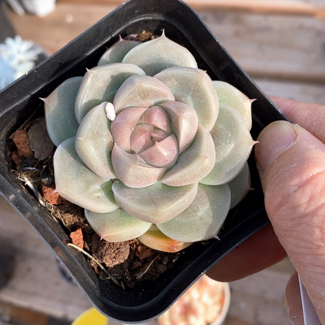 精品多肉一物一拍不包整806