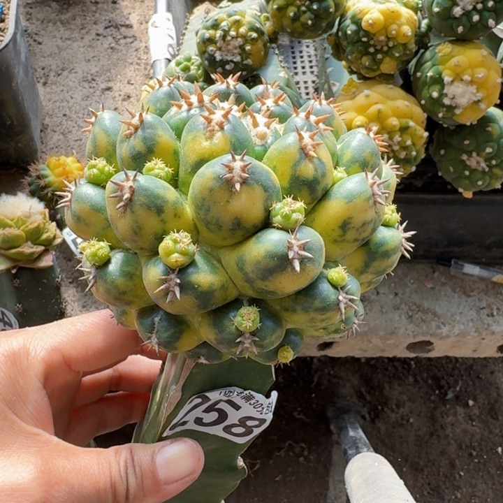 258大短豪刺象牙锦