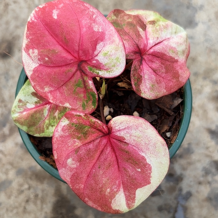 80-1121哈拉吧啦广东现货