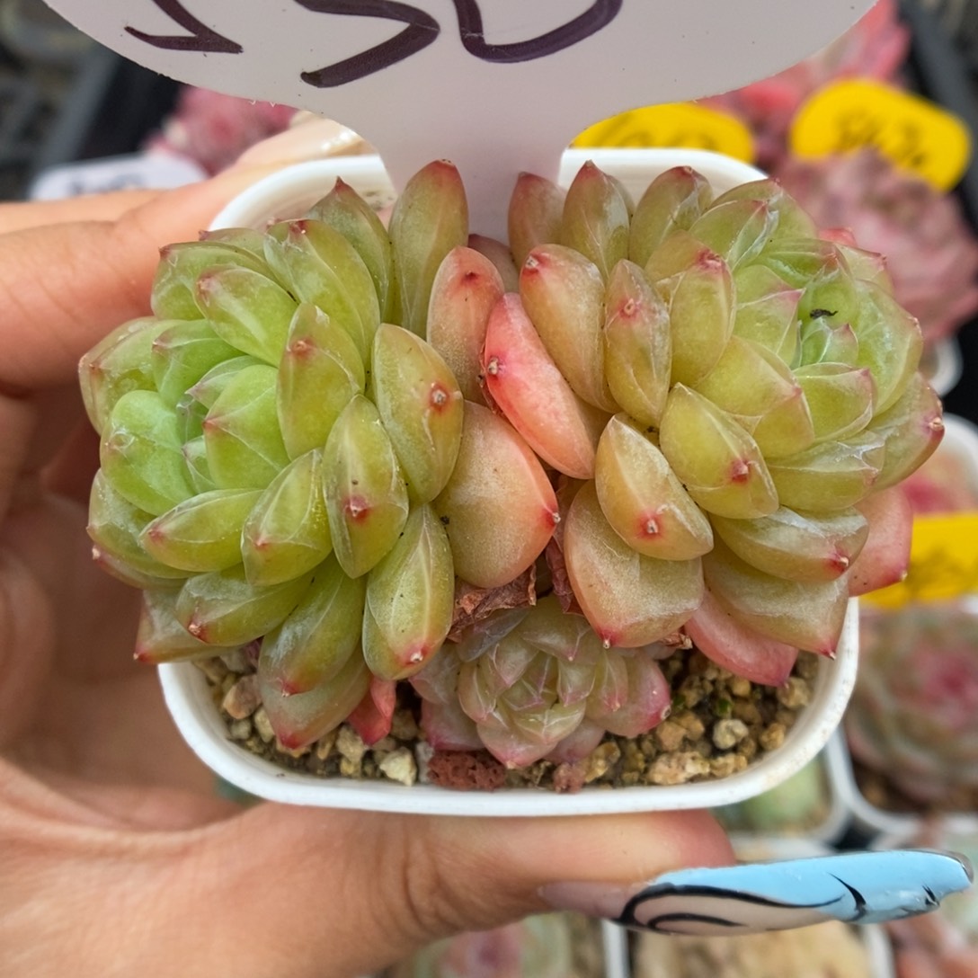 绿芙蓉珍妮群生530号