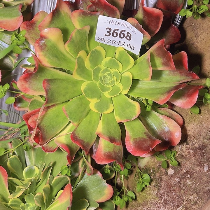 3668特斯拉多肉植物