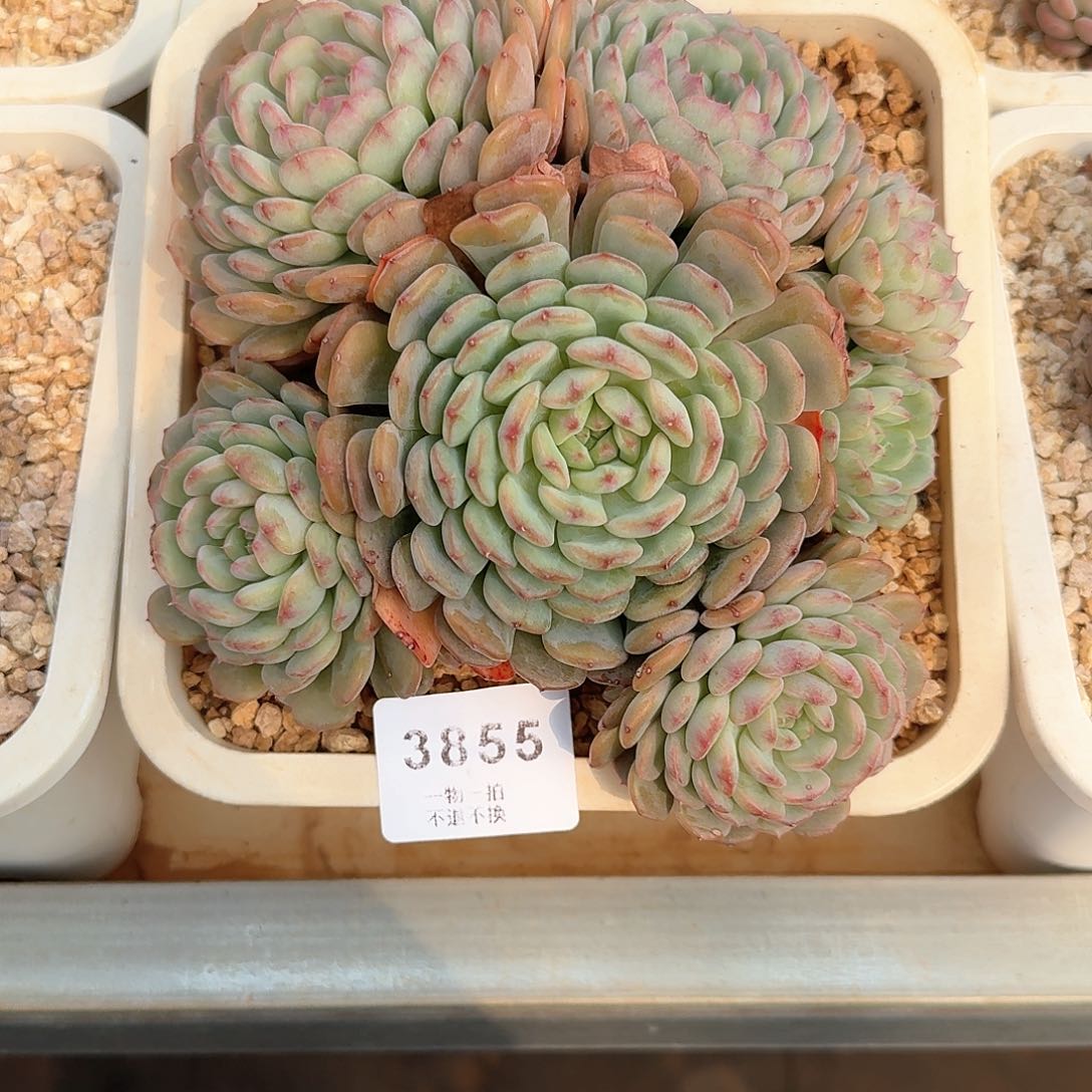 艳*?3855号白胖子群生老桩多肉