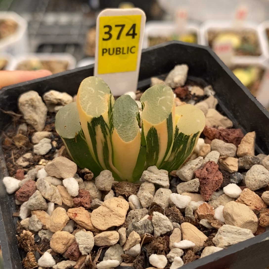 374大绳玉扇多肉植物