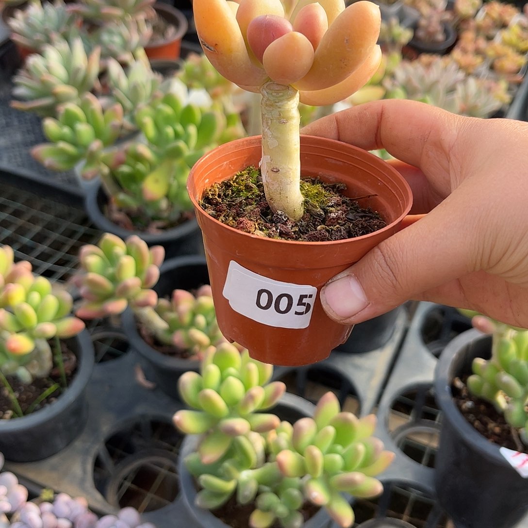 ?****圆叶芒果。 005。  11111111111