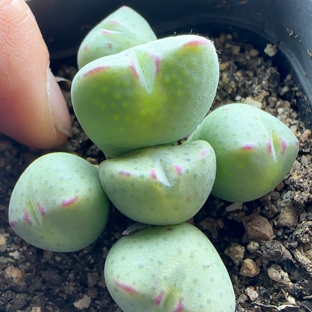 28包邮脱土发货30866