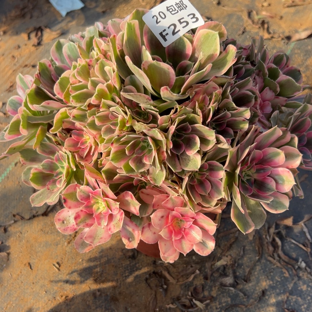 253男神，多肉法师