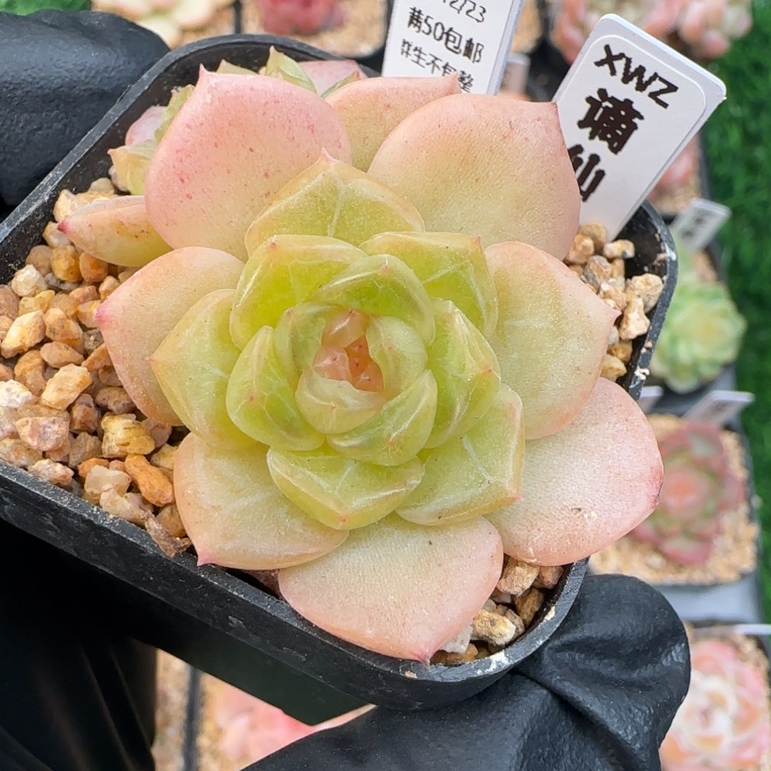 093  谪仙    5厘米盆