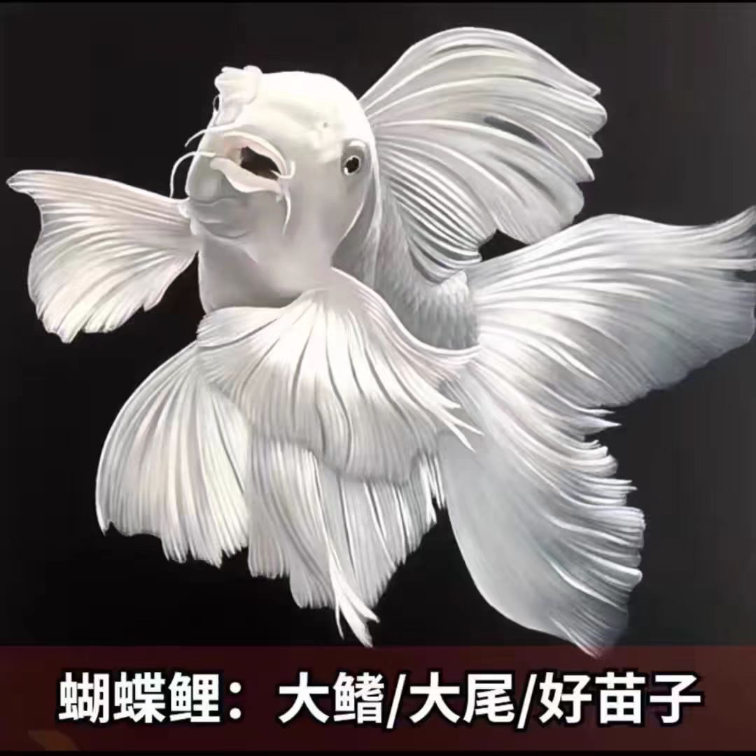 台湾白贵妃球体蝴蝶鲤鱼（运输中不接受退换，顺丰发货）