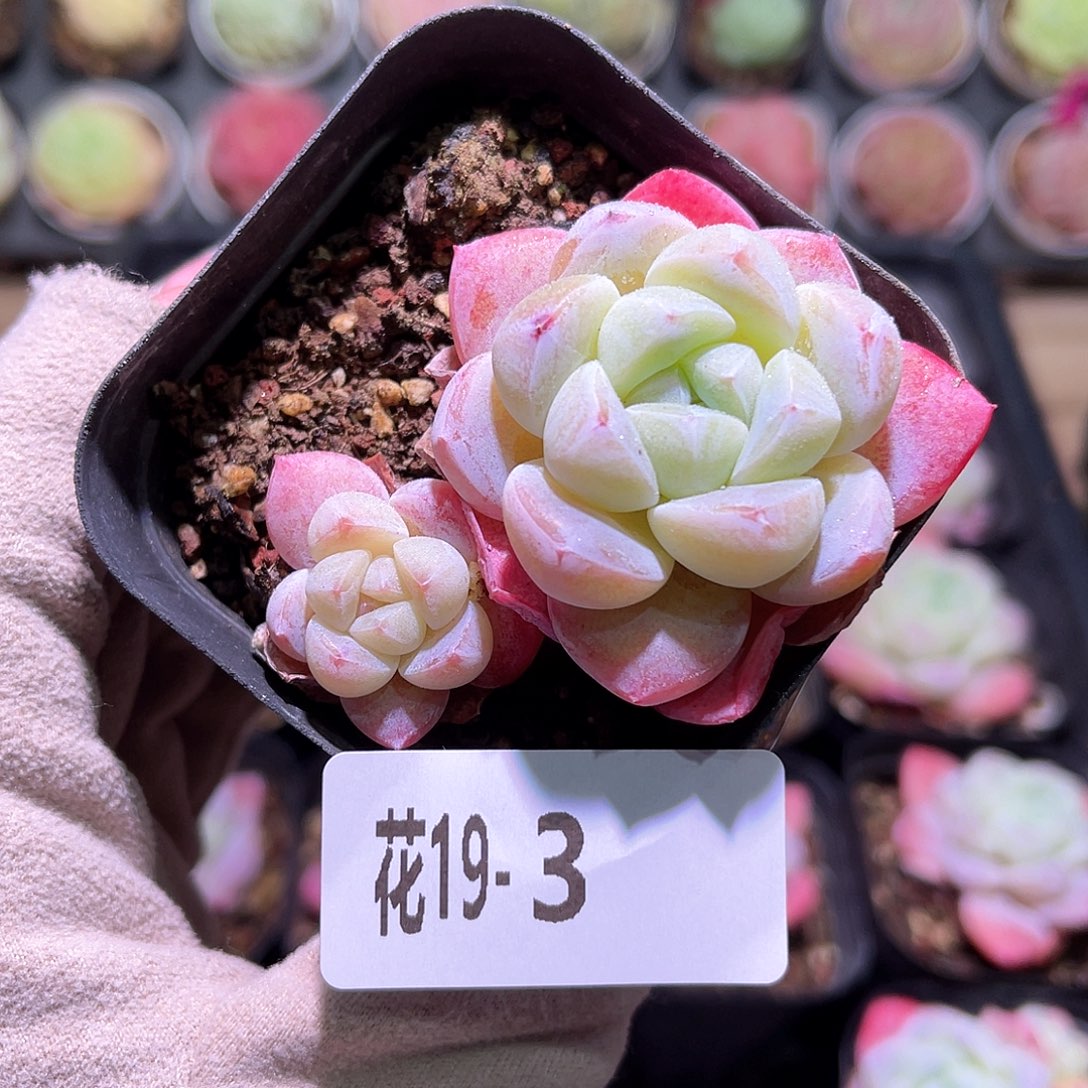 花利美19-3冰玉带仔