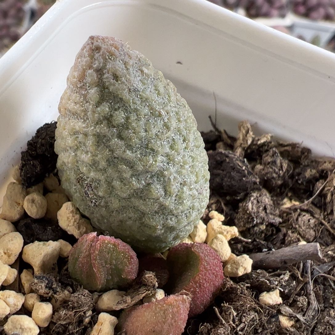 释迦草莓糖多肉植物水泡