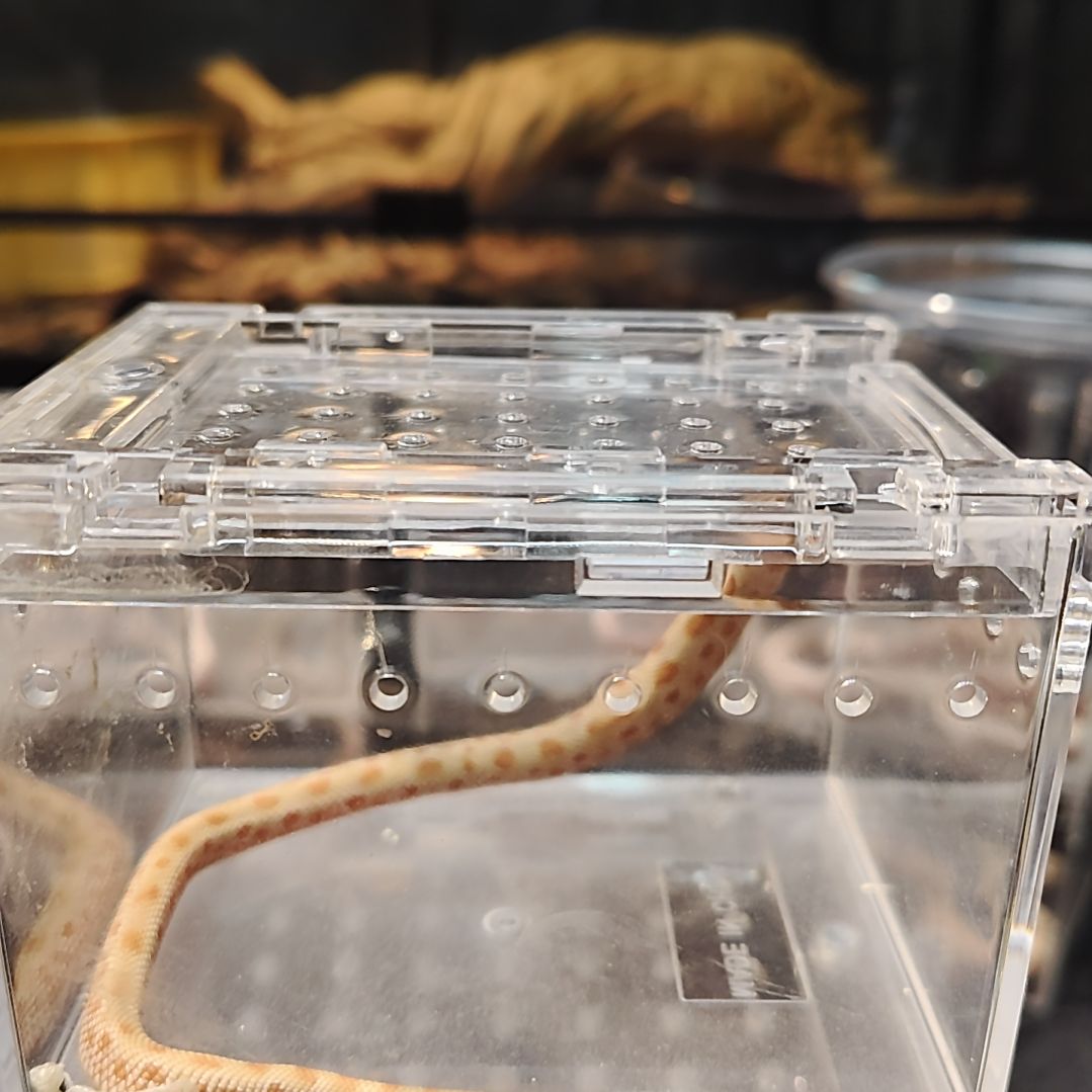 雨林蝎白化猪鼻白化猪鼻