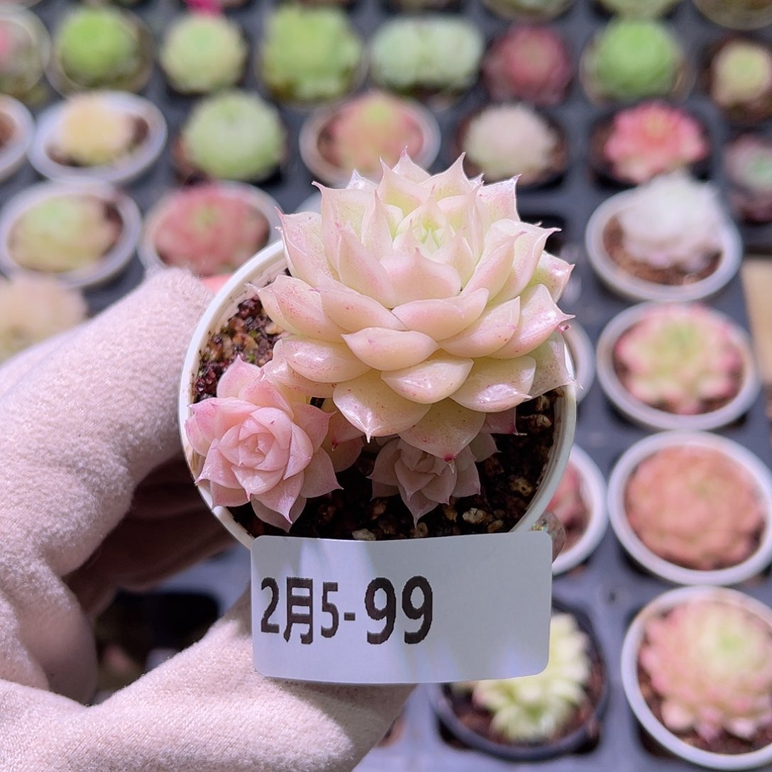 花利美5-99麦秆群