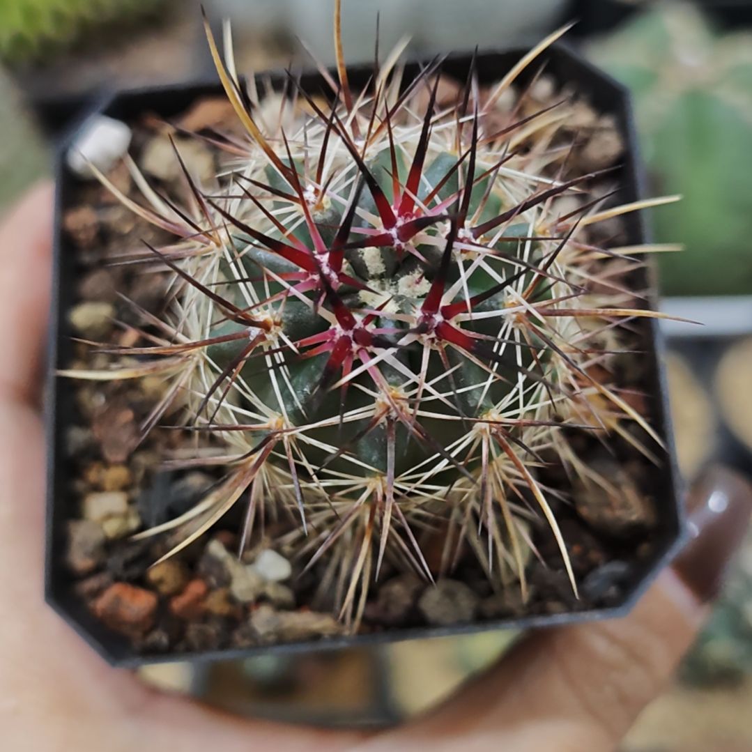 实生根林氏幻虾仙人球