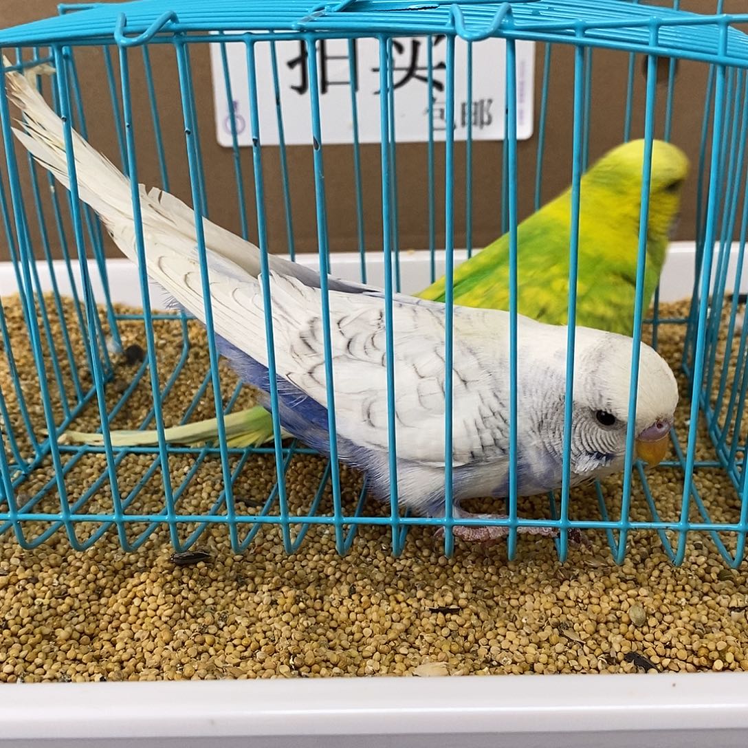 虎皮鹦鹉大头虎皮