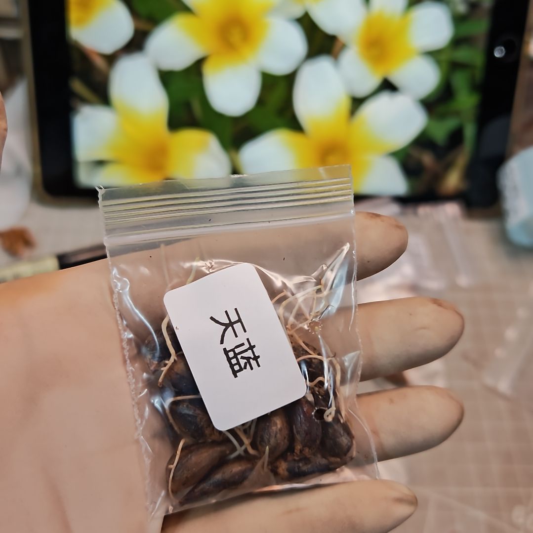 酢浆草早花纤细天蓝