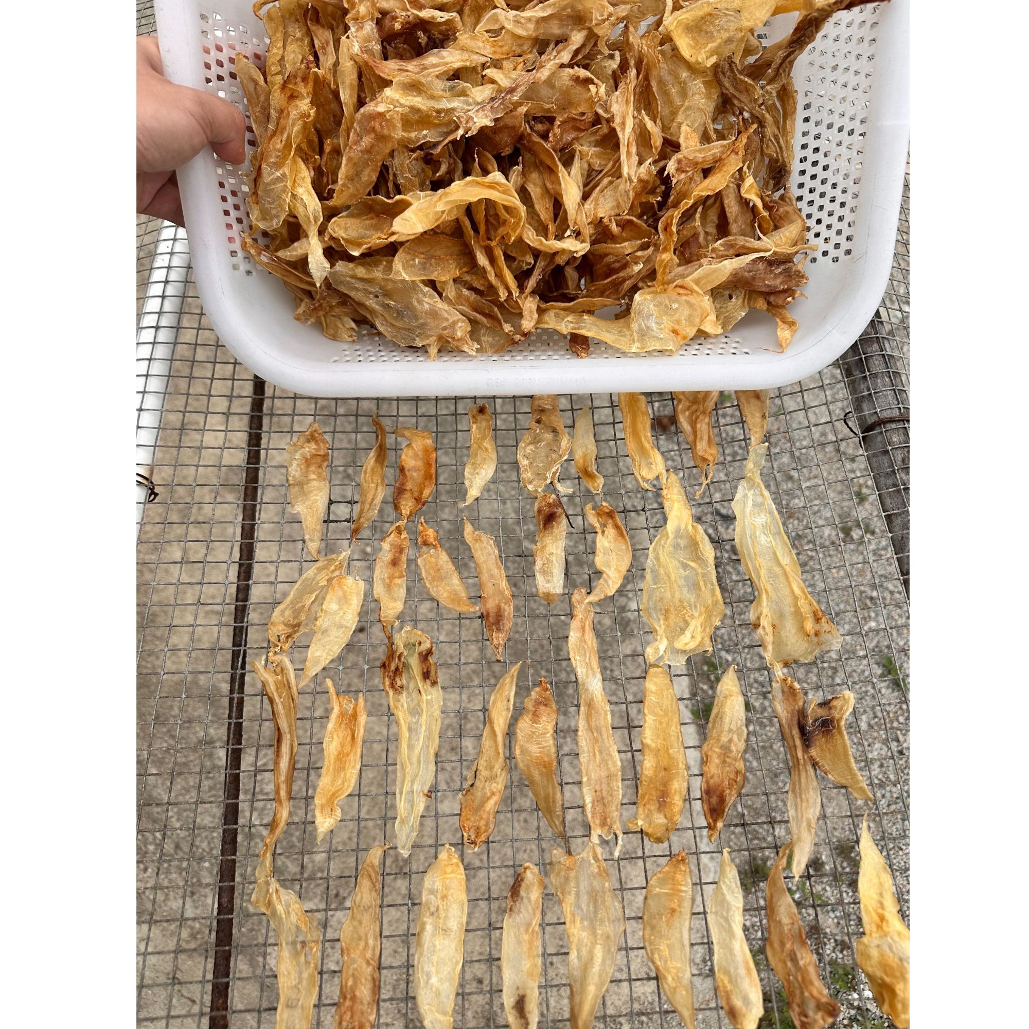 【渔村乐精选】豆仁胶200头  花胶干货  滋补鱼胶 煲汤顿牛奶冻  