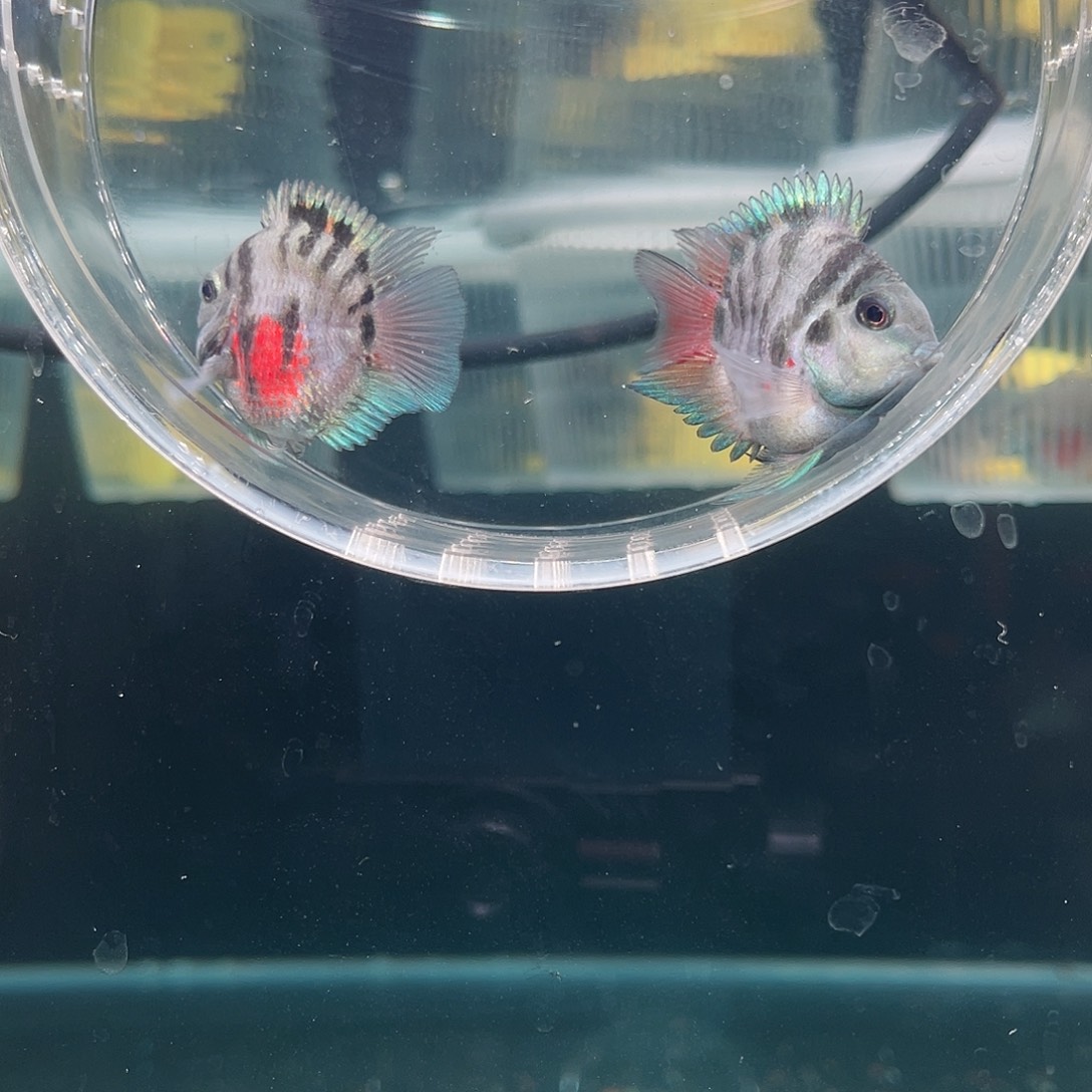 鹦鹉鱼摩卡色一对一