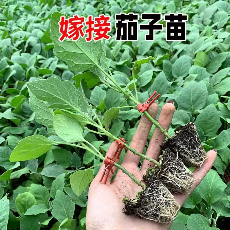 嫁接茄子苗高产抗病皮薄肉质细嫩的黑长茄圆茄苗