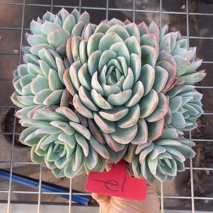 两单包邮，一物一拍12落樱