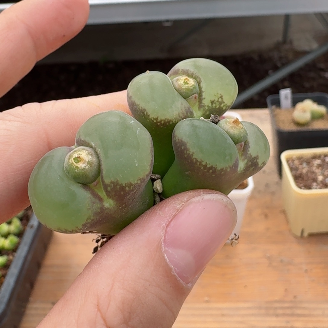 池*17-120p p p p p p p p p