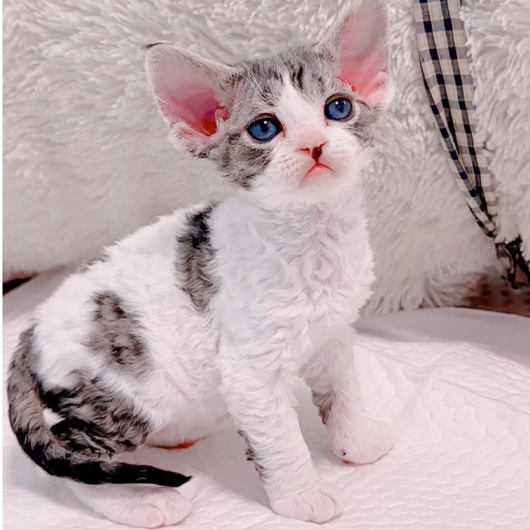 虎斑开脸德文弟弟德文卷毛猫活体猫幼崽