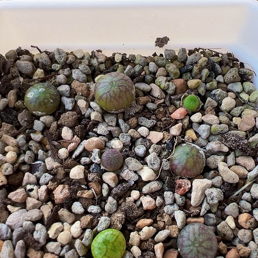 杂交，一片7棵，带盆发货。