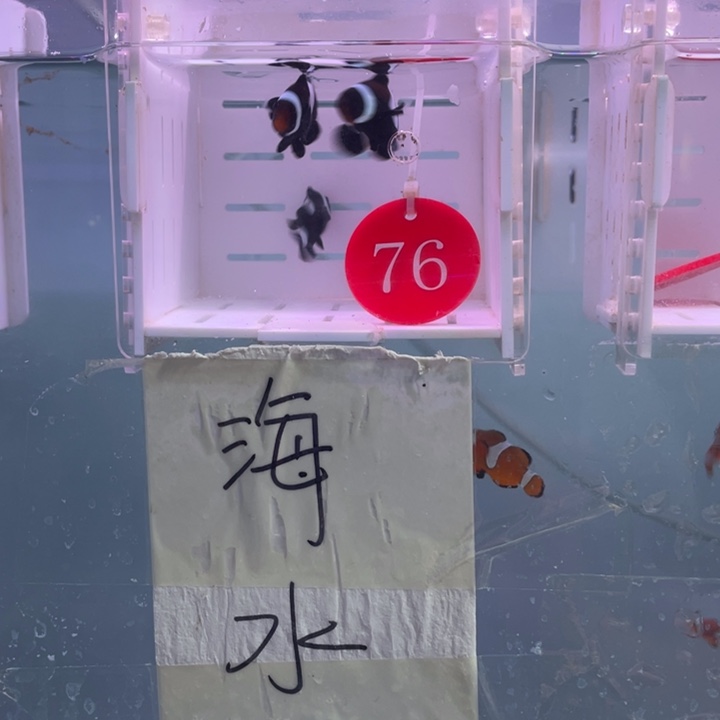 海水鱼缎纹奥黑3条4左右