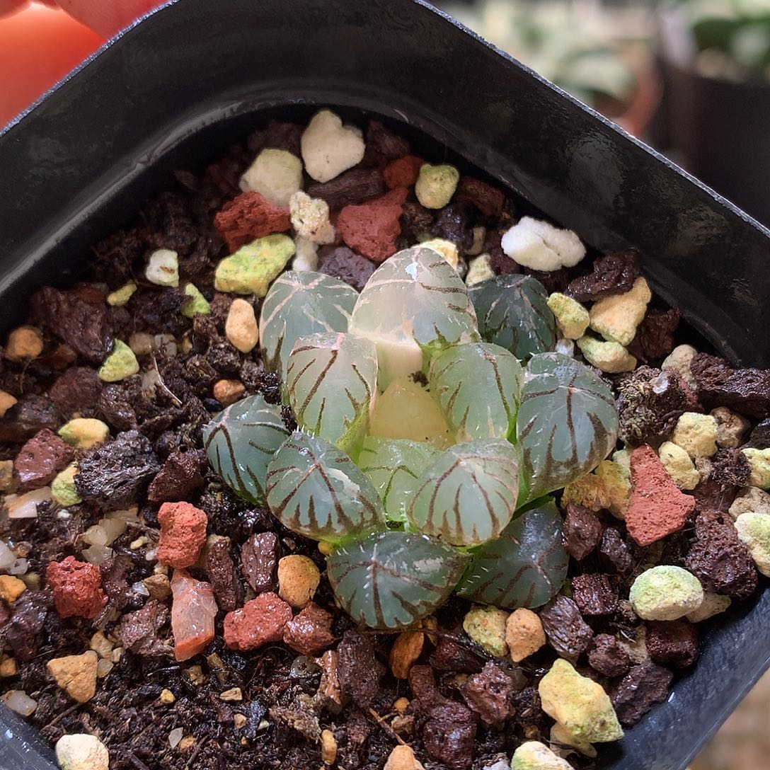 龙爪玉露锦带盆土发货tjkz