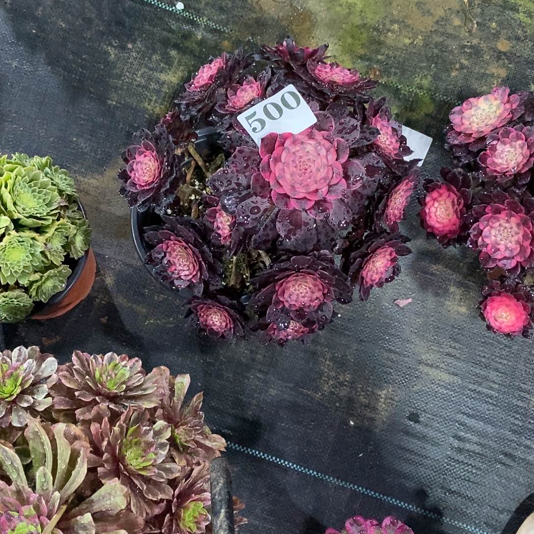 烟花500多肉法师植物