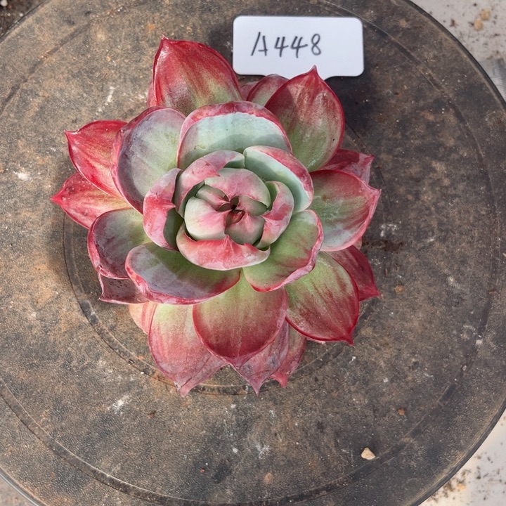 多***肉惊鸿仙子多肉植物A448