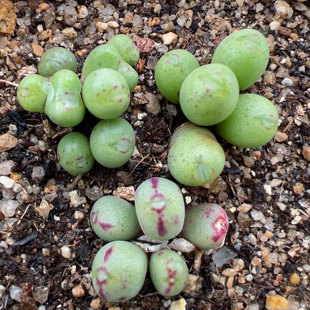 2.8好看的多肉006