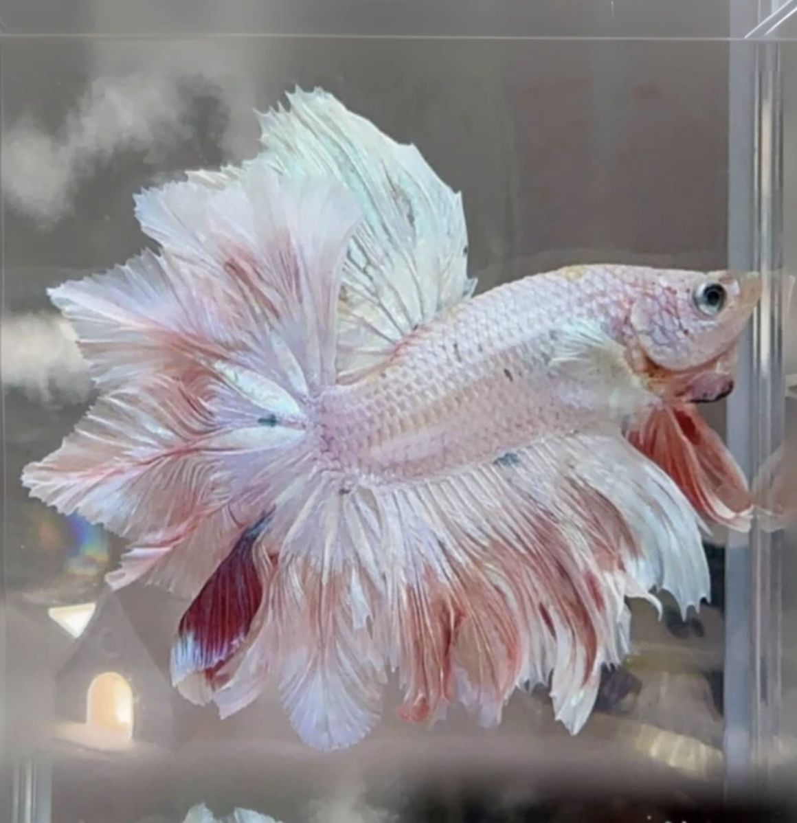 B10（217-240）精品泰国斗鱼小型热带观赏鱼耐活（直播间选鱼）