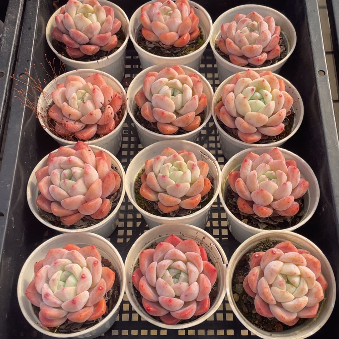 钻石珍妮冰玉单头十二个精品89