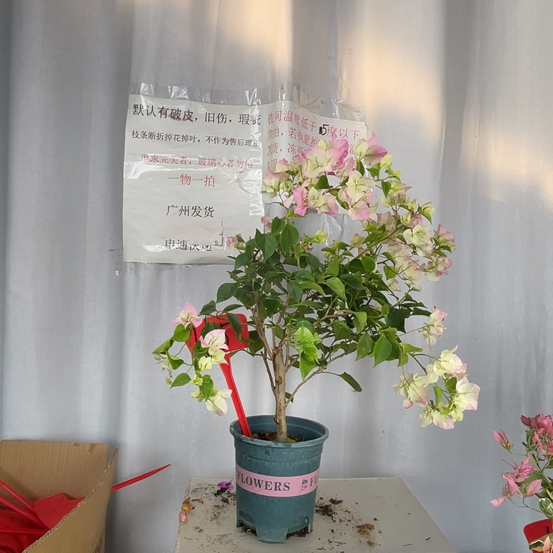 海***璇当前无花栽培后可以开花145先明斑绿樱盆苗