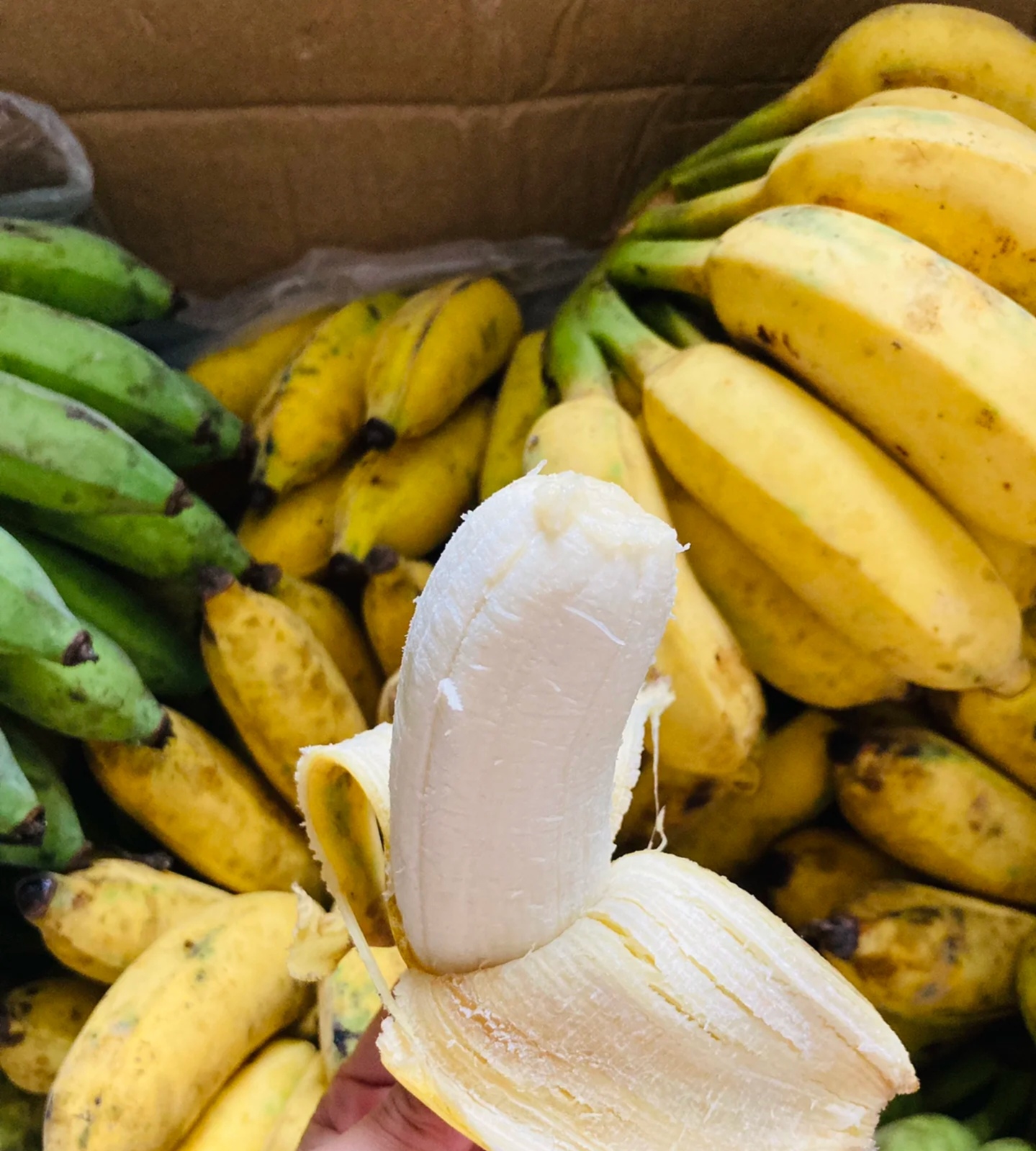 芭蕉云南原生态露天