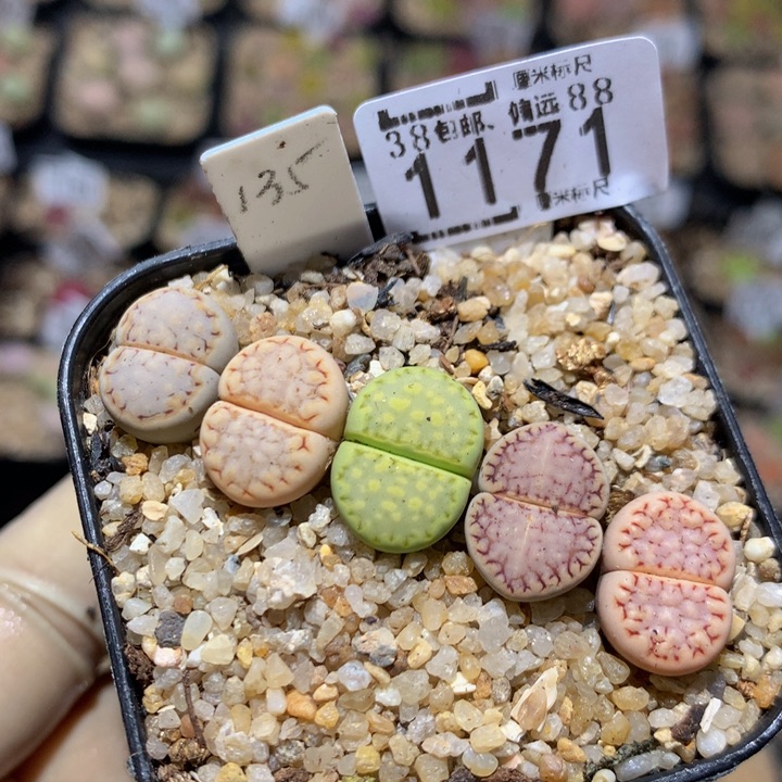 zzzz我的小可爱们1171