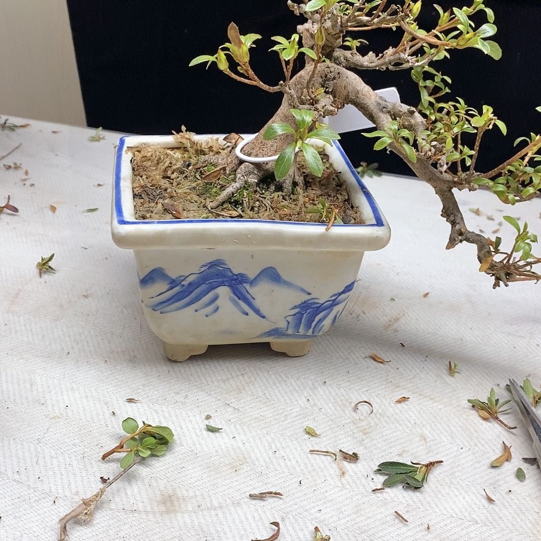 红陶1****0杜鹃花白玉兰