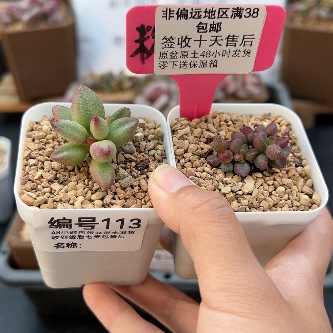 113大红嘴小红嘴多肉