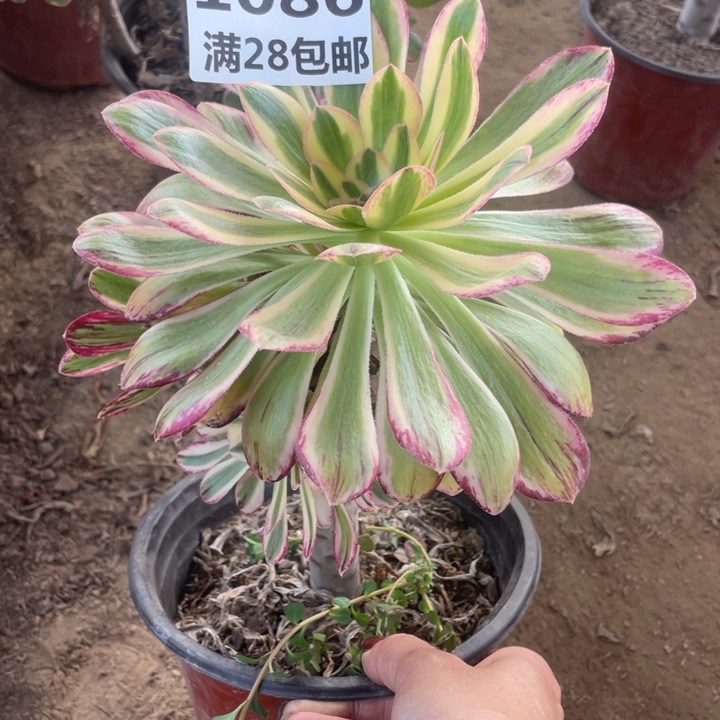 1086二号棚V仅仅B