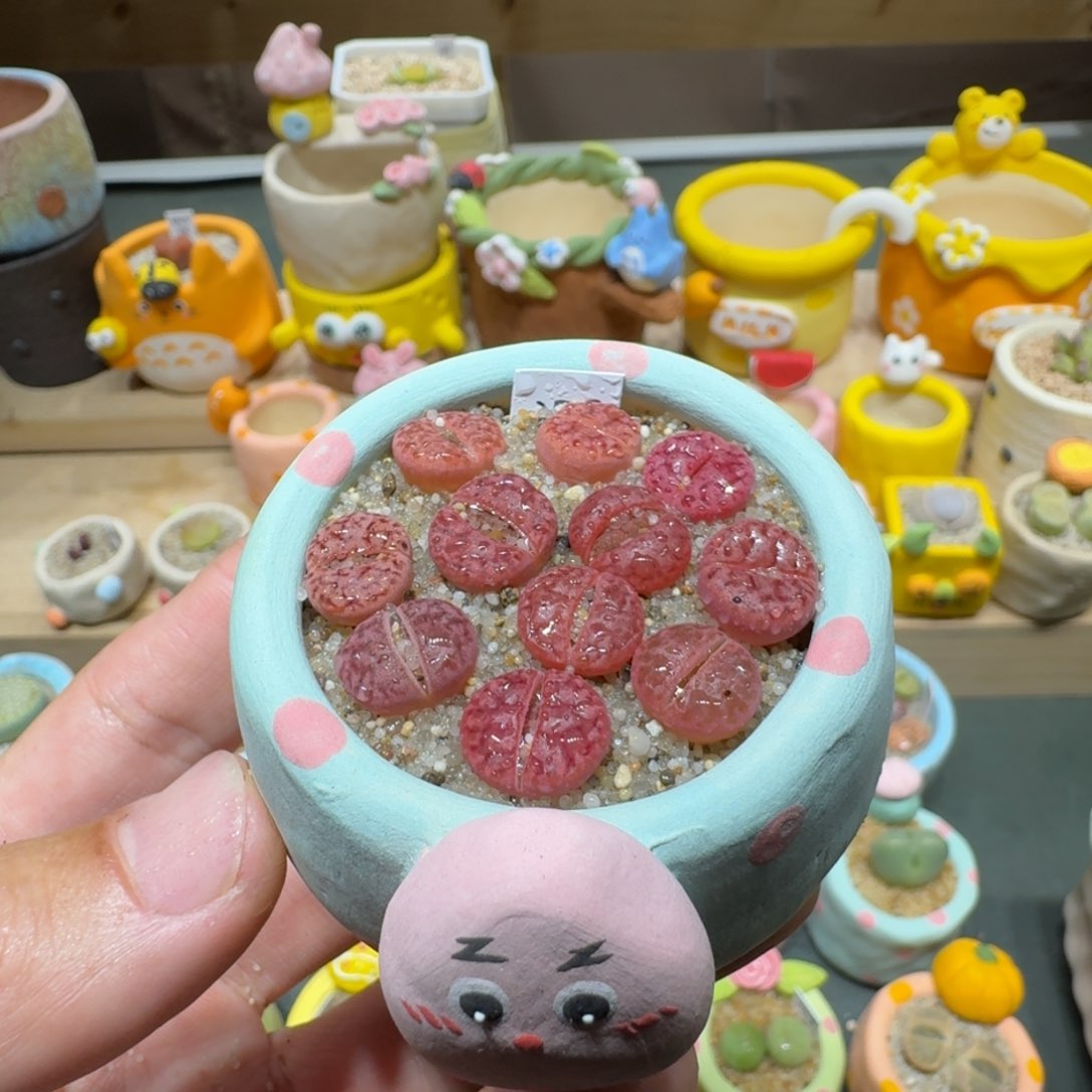 红陶蘑菇621紫柘榴