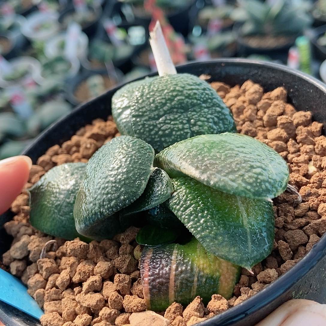 611卧牛实生少锦带盆发货