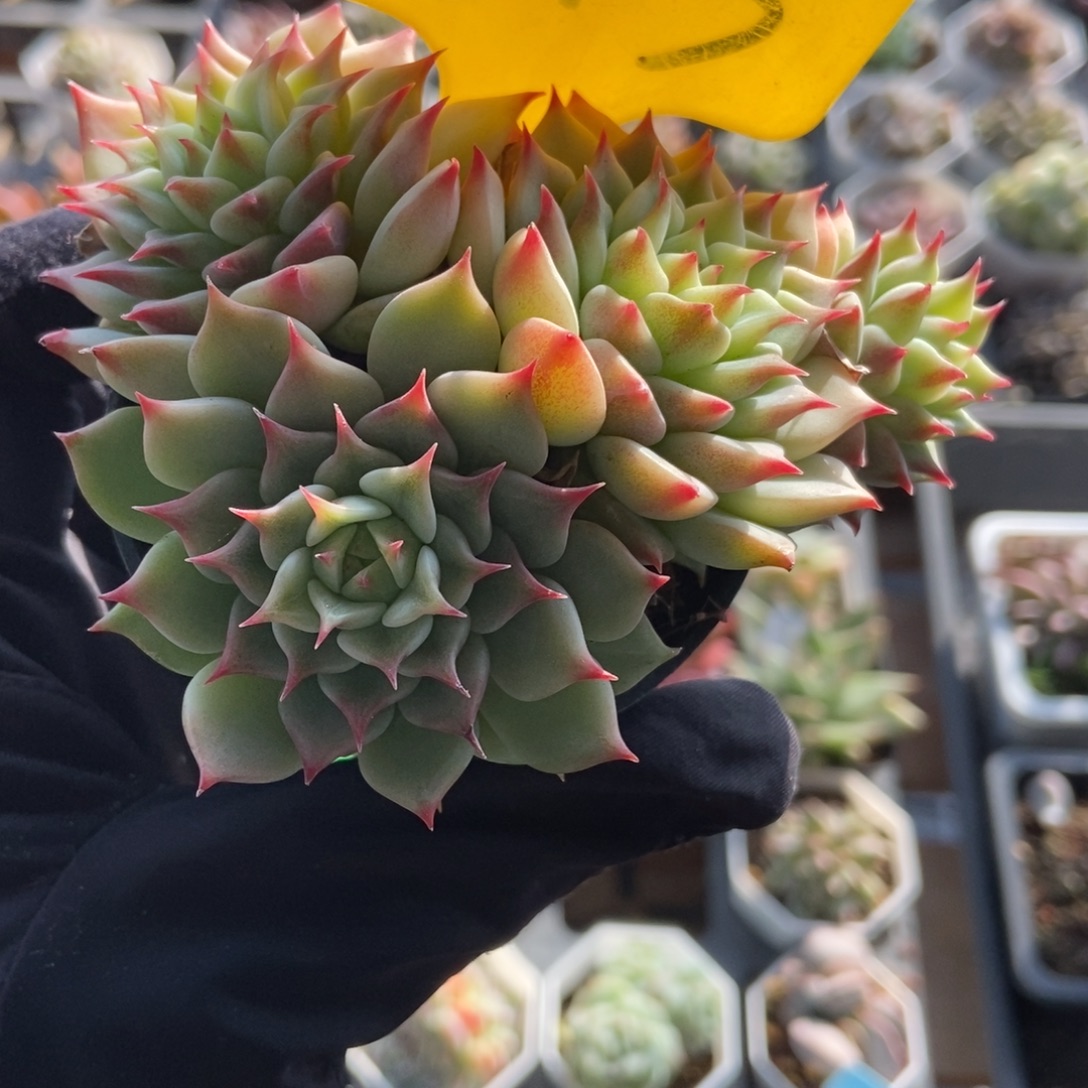 613蓝眼睛多肉植物