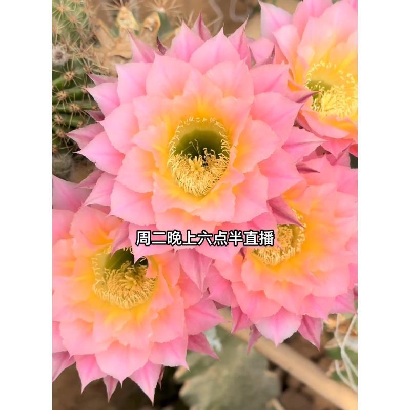 自根cc145彩草，尺寸以直播间为准，环境不同开花不同介意勿拍